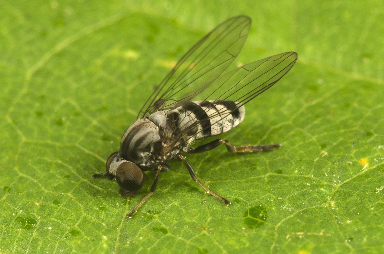 Vliegen Insect Vliegen en muggen - kenniscentruminsecten.nl