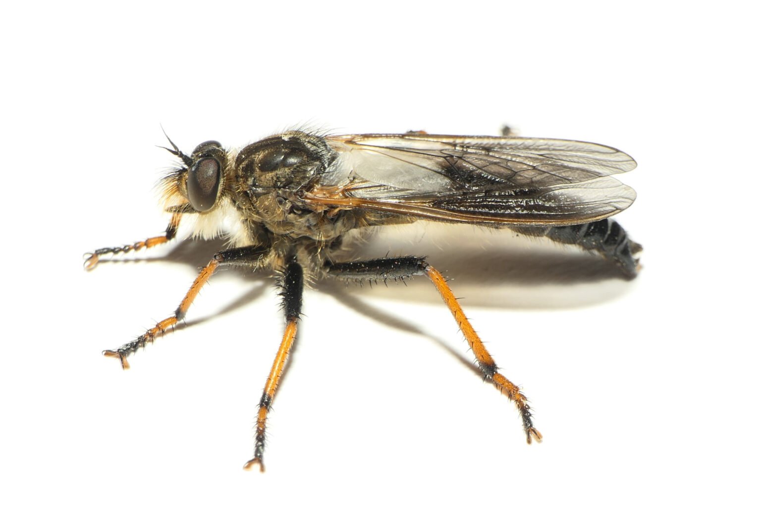Vliegen Insect Vliegen en muggen - kenniscentruminsecten.nl