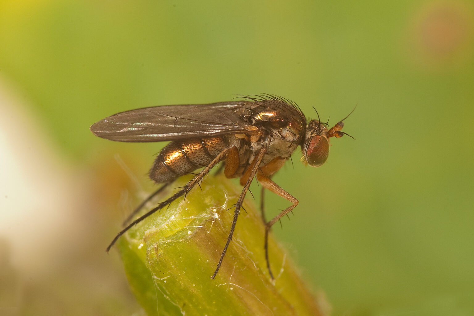 Vliegen Insect Vliegen en muggen - kenniscentruminsecten.nl