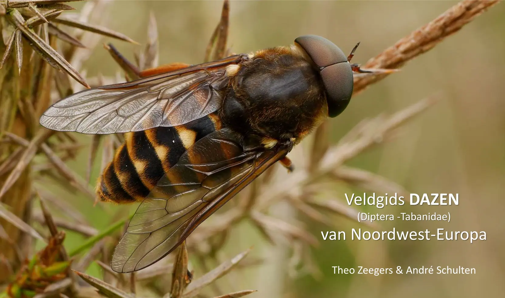 Veldgids dazen (Diptera -Tabanidae) van Noordwest-Europa ...