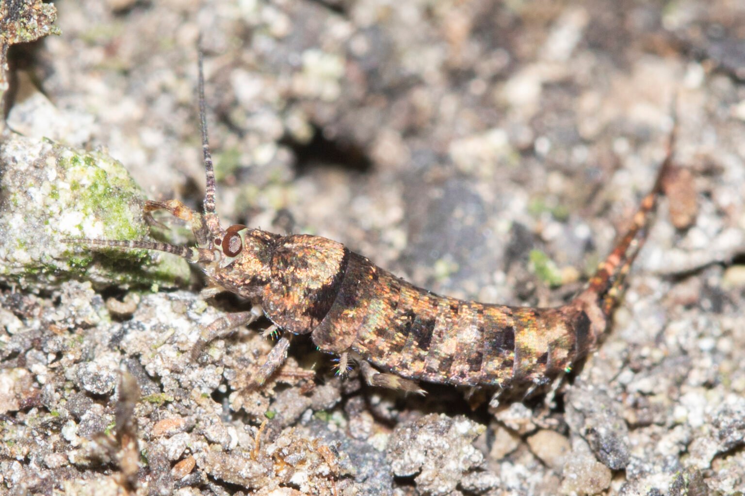 Rotsspringer Insect Hoofdgroepen - kenniscentruminsecten.nl