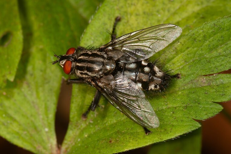 Vliegen Insect Vliegen en muggen - kenniscentruminsecten.nl