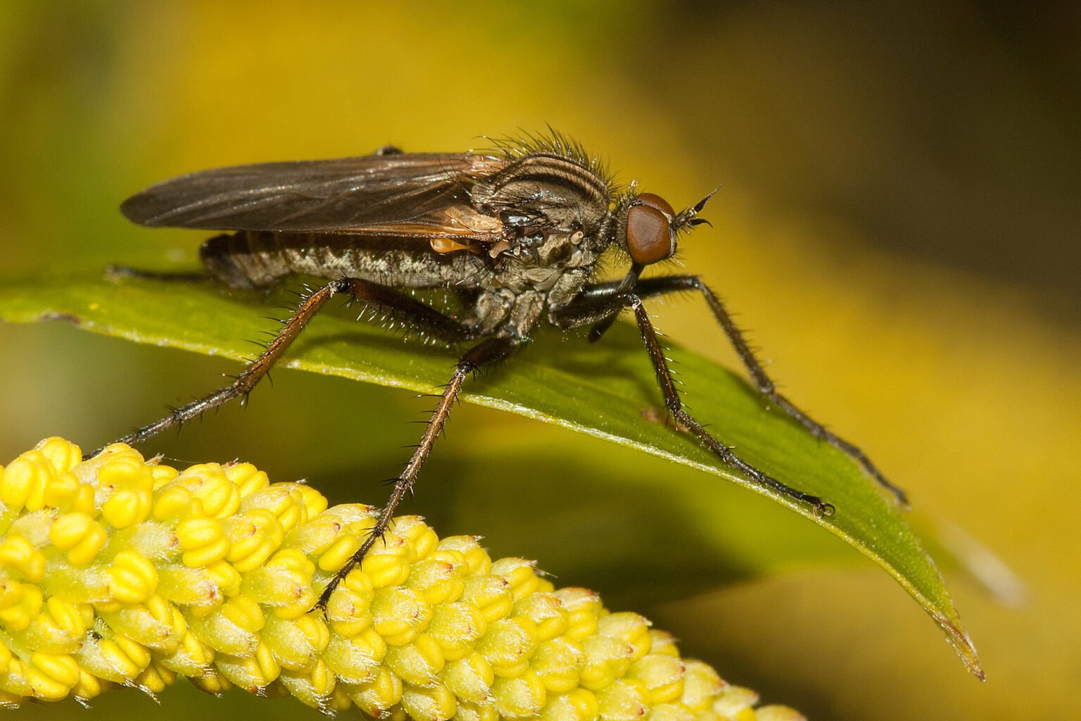 Vliegen Insect Vliegen en muggen - kenniscentruminsecten.nl