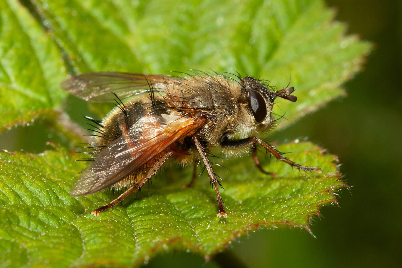 Vliegen Insect Vliegen en muggen - kenniscentruminsecten.nl